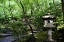 Picture of IN THE GARDEN II