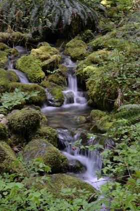 Picture of JAPANESE GARDENS II