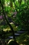 Picture of GARDEN STAIRS II