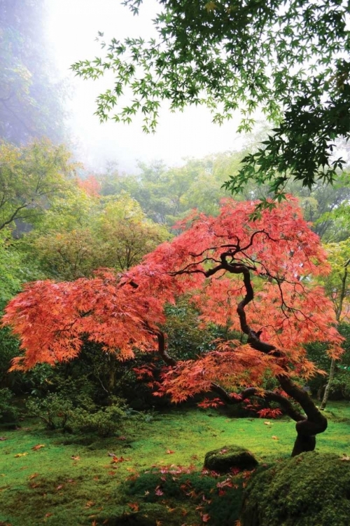 Picture of JAPANESE GARDENS IV