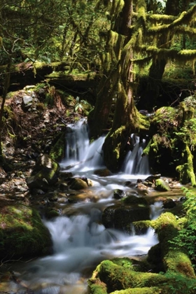 Picture of FALLS IN THE FOREST I