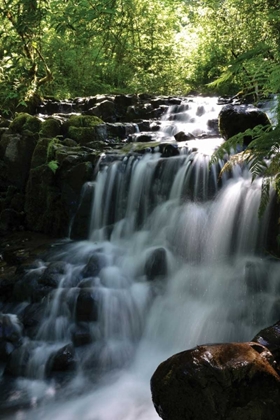 Picture of FALLS IN THE FOREST II