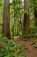 Picture of HIKING TRAIL I