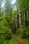 Picture of HIKING TRAIL II
