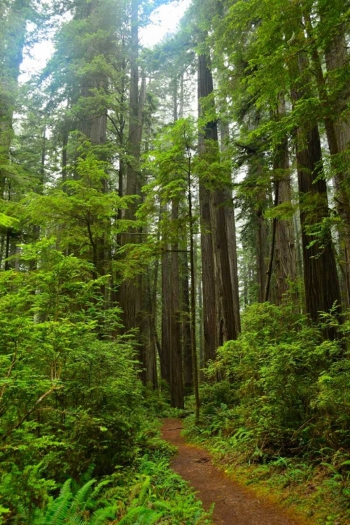 Picture of HIKING TRAIL II