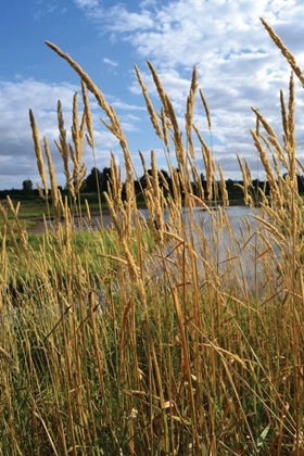 Picture of THROUGH THE GRASS I