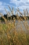 Picture of THROUGH THE GRASS II