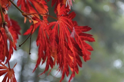 Picture of RED LEAVES