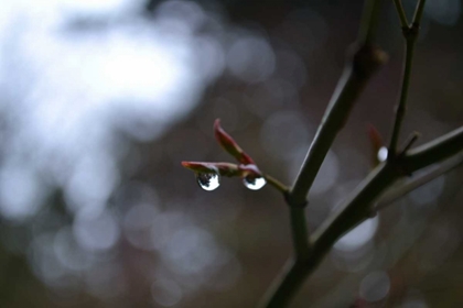 Picture of DEW DROPS