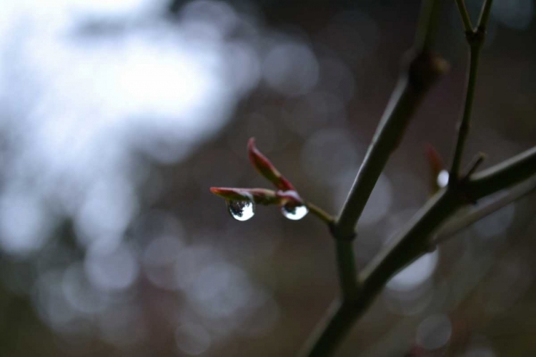 Picture of DEW DROPS