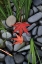 Picture of MAPLE LEAVES I