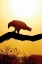Picture of TAWNY SUNRISE