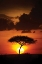 Picture of KENYA SUNRISE