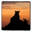 Picture of RADIANT AFRICA III