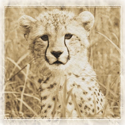 Picture of YOUNG AFRICA CHEETAH