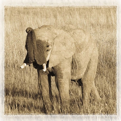 Picture of YOUNG AFRICA ELEPHANT