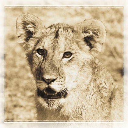 Picture of YOUNG AFRICA LION