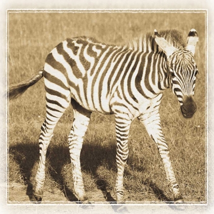 Picture of YOUNG AFRICA ZEBRA