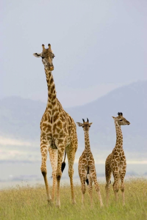 Picture of SAVANNAH STRUT