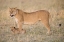 Picture of LIL PROTECTION