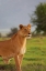 Picture of ON GUARD