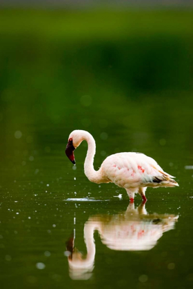 Picture of PINK REFLECTION