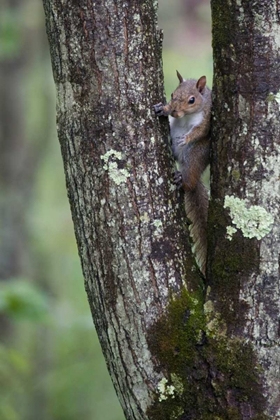 Picture of SQUIRRELING AROUND