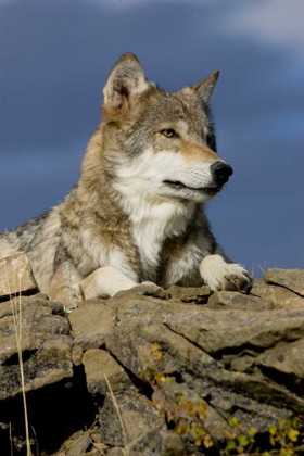 Picture of THE WOLF KING