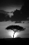 Picture of KENTA SUNRISE