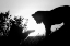 Picture of LION CUB MORNING