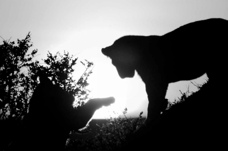 Picture of LION CUB MORNING