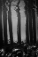 Picture of PIER PILINGS V