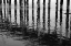 Picture of PIER PILINGS XV