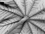 Picture of LEAF I
