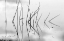 Picture of REEDS I