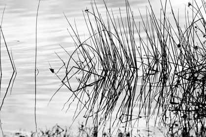 Picture of REEDS II