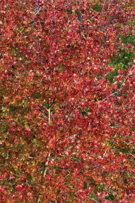 Picture of FALL LEAVES II