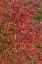 Picture of FALL LEAVES II