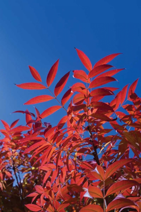 Picture of FALL LEAVES III