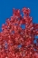 Picture of FALL LEAVES IV