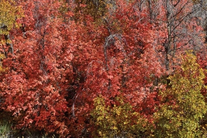 Picture of FALL LEAVES VI