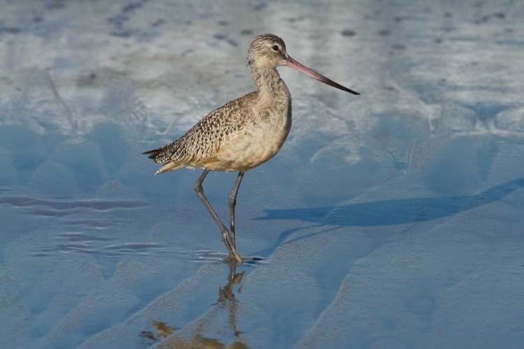 Picture of SHORE BIRD I