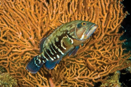 Picture of FISH I