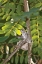 Picture of HUMMINGBIRD I