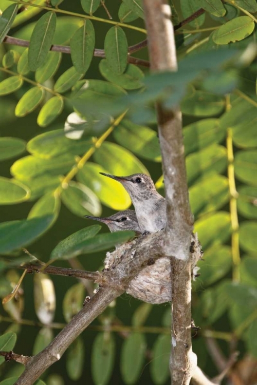 Picture of HUMMINGBIRD I