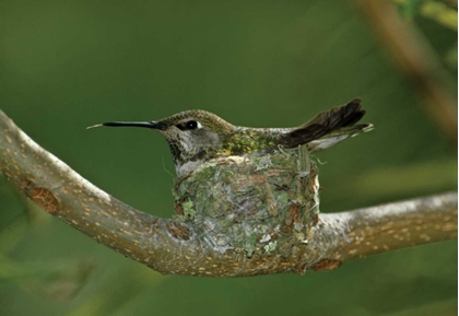 Picture of HUMMINGBIRD II