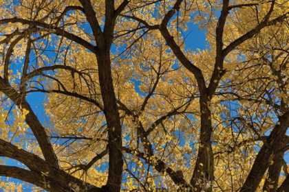 Picture of FALL LEAVES VII