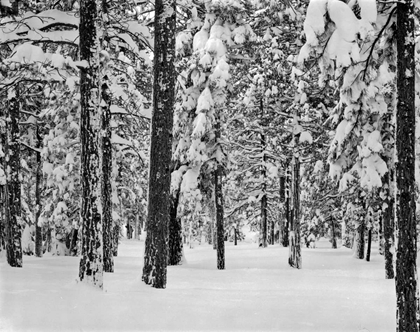 Picture of TREE II