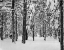 Picture of TREE II