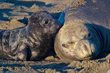 Picture of ELEPHANT SEALS I